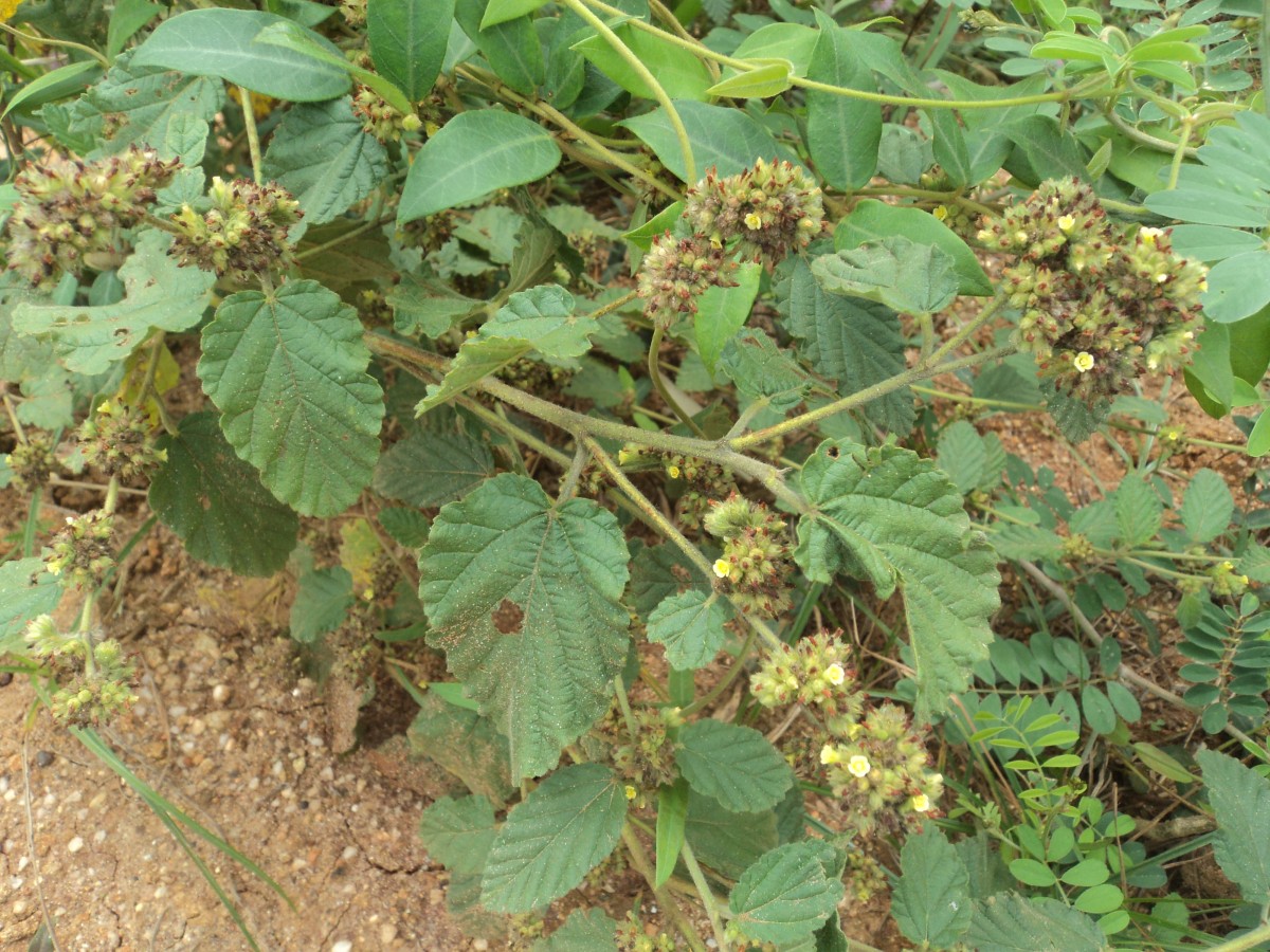 Waltheria indica L.